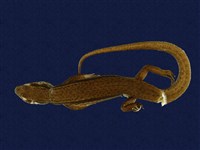 藏品(印度蜓蜥)的圖片